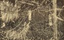 Felled Branches 05